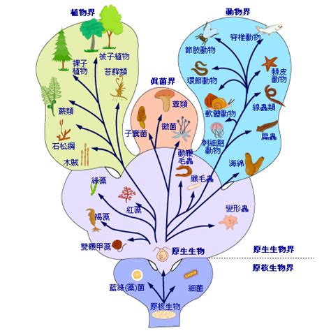 界門綱目科屬種口訣|生物の分類とは？ドメイン、界、門、綱、目、科、属。